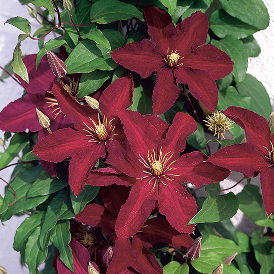 Klematis 'Niobe'