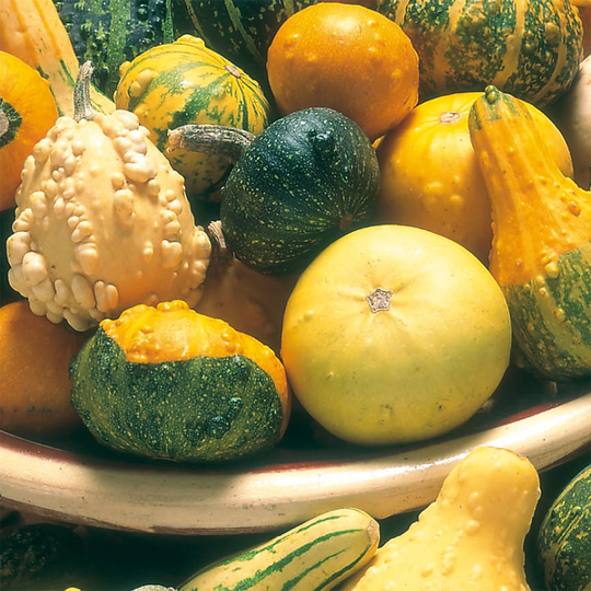 Pumpa och flaskkurbits 'Ornamental Mixed'