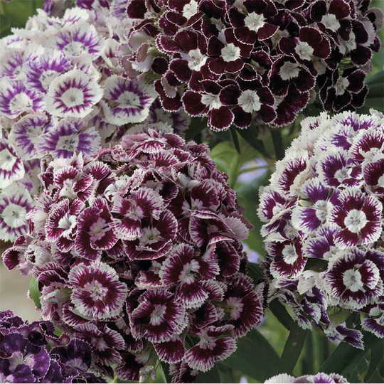 Borstnejlika 'Purple Crown'