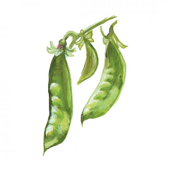 Sockerärt 'Oregon Giant Sugar'