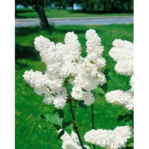 Syrén vit 'Alba' 30-50 cm 50-pack