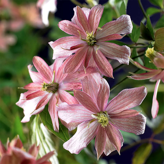 Klematis 'Broughton Star'