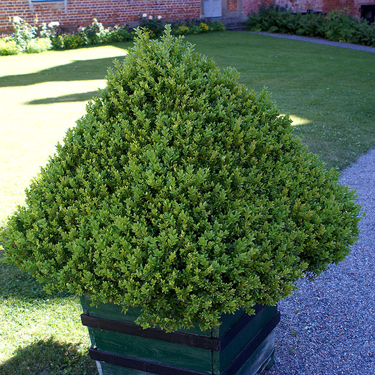 Buxbom pyramidformad, 50-60cm