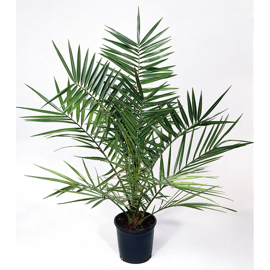 Dadelpalm, 150-160 cm