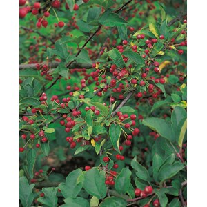 Bukettapel 'Sargentii' 30-50 cm 10-pack