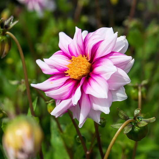 Dekorativdahlia 'Edge of Joy'