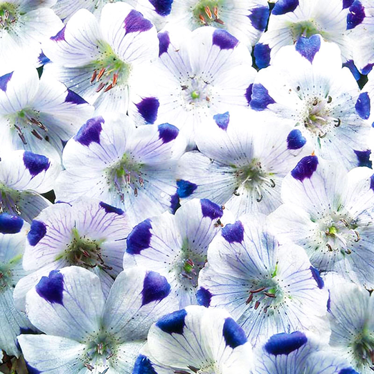 Kärleksblomster 'Five Spot'