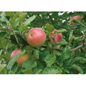 Äppelträd 'Aroma' E
