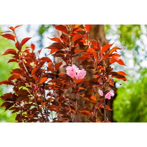Japanskt prydnadskörsbär Sh 120-130 cm