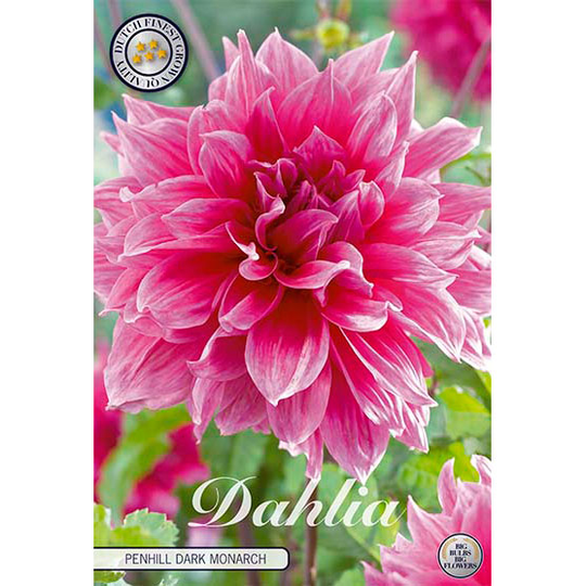 Dekorativdahlia 'Penhill Dark Monarch'