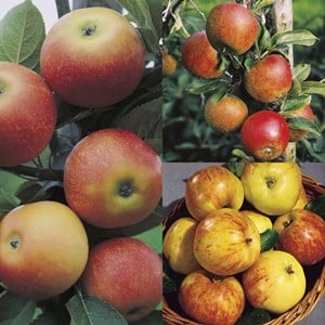 Familjeträd Äpple Olika sorter