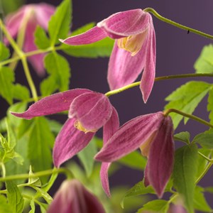 Klematis Alpina 'Ruby' 1-pack