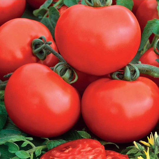 Tomat 'Sylviana'
