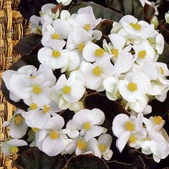 Begonia Ostas, white