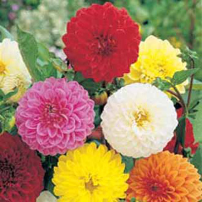 Dahlia 'Showpiece', mix
