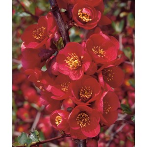 Hybridrosenkvitten 'Nicoline' CO 3-pack