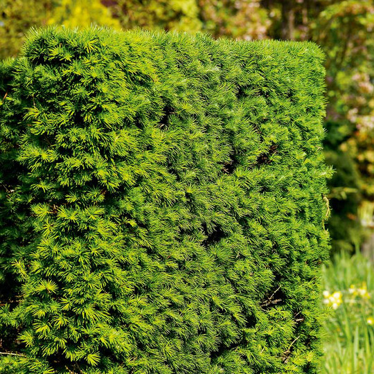 Japansk lärk, 50-80 cm 10-pack