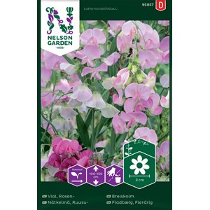 Fröer Nelson Garden Rosenvial Flerårig Rosa