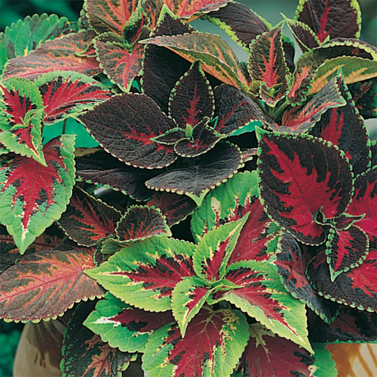 Palettblad 'Rainbow Mixed'