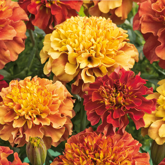 Sammetstagetes 'Strawberry Blonde'