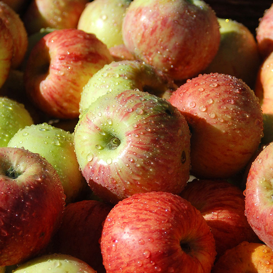 Äpple 'Gravensteiner'