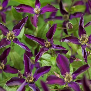 Klematis 'Noora' 5-pack