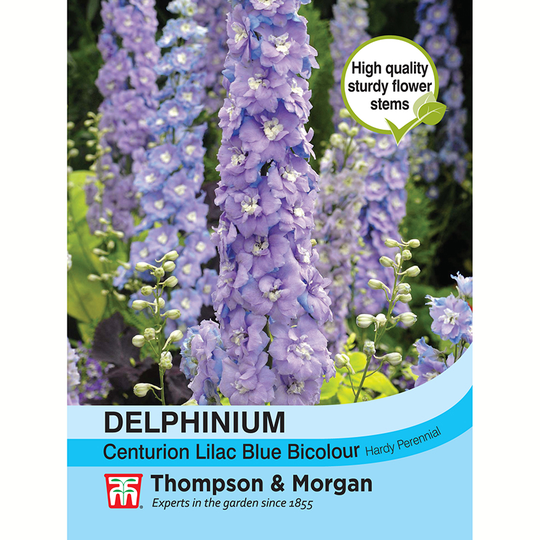 Trädgårdsriddarsporre 'Centurion Lilac Bicolour'