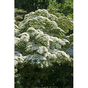 Blomsterkornell koreansk CO, 50-60 cm 1-pack