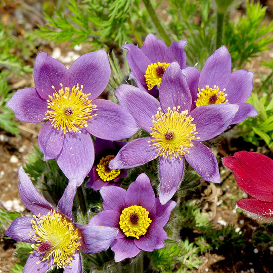 Backsippa 'Bells Violet'