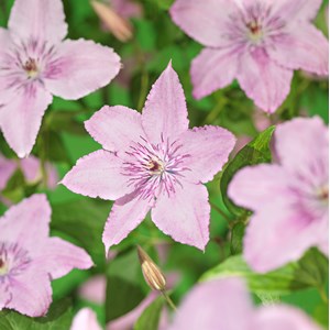 Klematis 'Hagley Hybrid' 1-pack