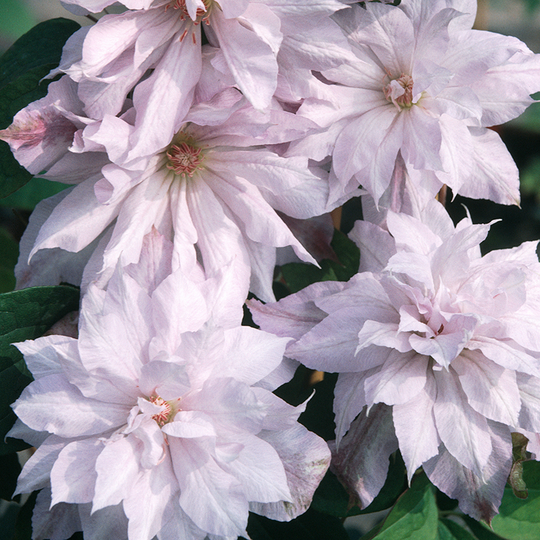 Klematis 'Jackmanii Alba'