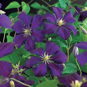 Klematis Viticella 'Etolie Violette', 5-pack