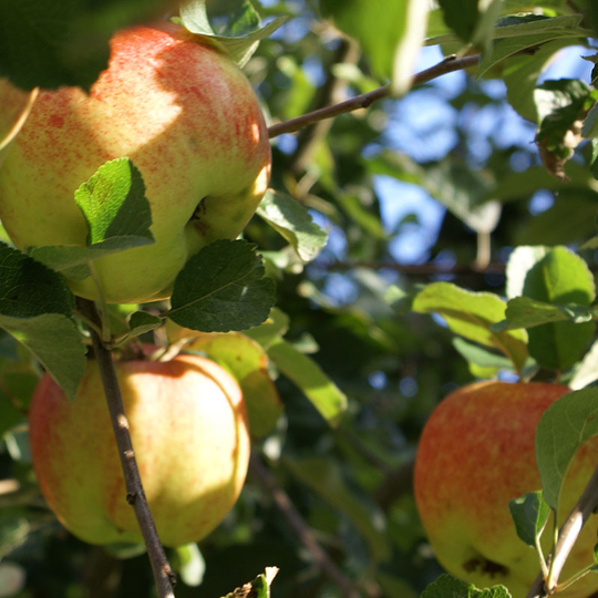 Ympris äpple 'Cox Orange'