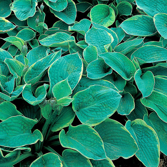 Daggfunkia 'Frances Williams', 3-pack
