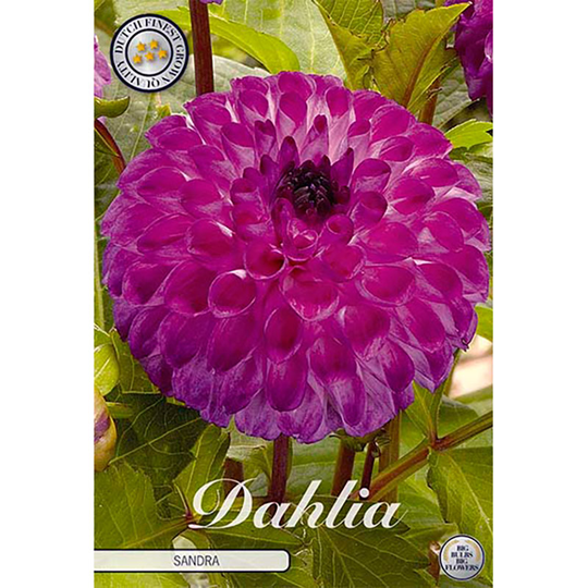 Dekorativdahlia 'Sandra'