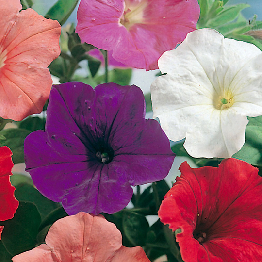 Petunia 'Confetti Mixed' F2