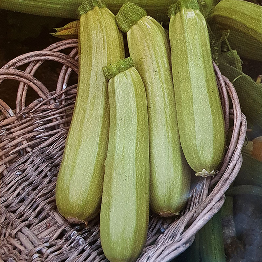 Squash 'Wanda'