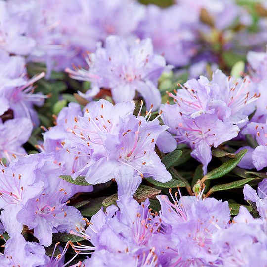 Rhododendron 'Ramapo'