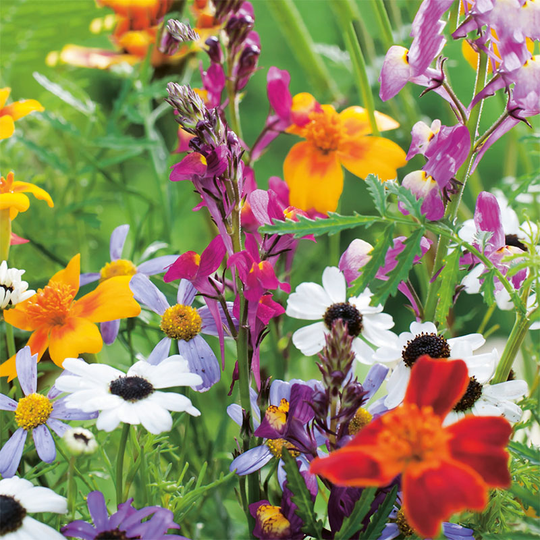 Blomstermix med snittblommor
