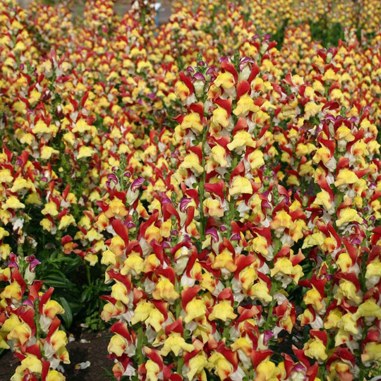 Lejongap 'Mango Twist'