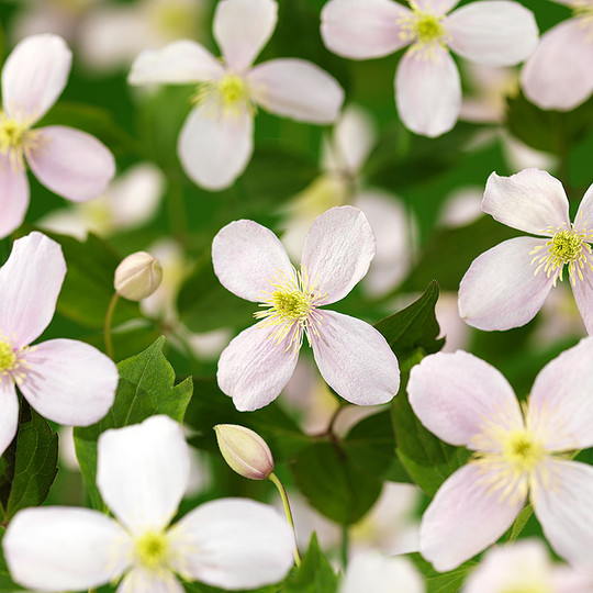 Klematis 'Fragrant Spring'