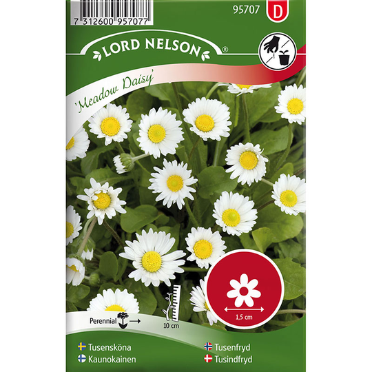Tusensköna 'Meadow Daisy'