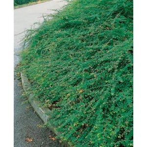 Hybridsnöbär 'Hancock' CO, 10-pack
