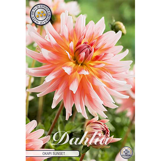 Kaktusdahlia 'Okapi Sunset'
