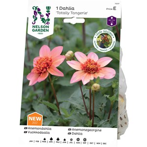 Vårlök Nelson Garden Dahlia Anemon Totally Tangerine Låg