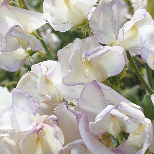 Luktärt 'High Scent'