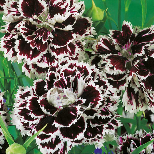 Heddewigsnejlika 'Black and White Chianti'