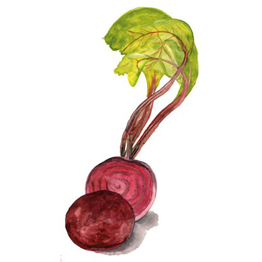 Rödbeta 'Jannis'