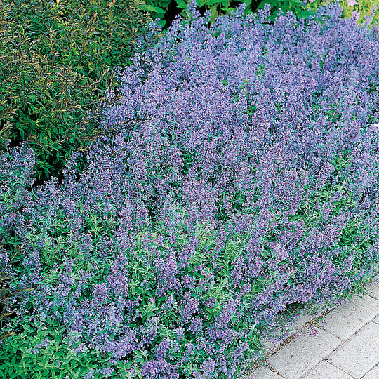 Kantnepeta, 15-pack