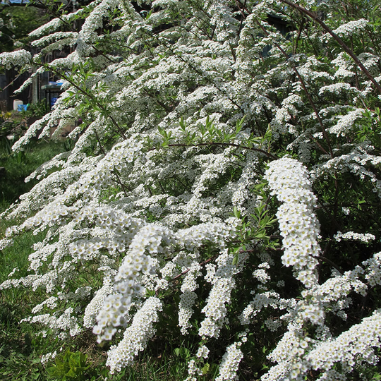 Norsk brudspirea 'Grefsheim' 10-pack